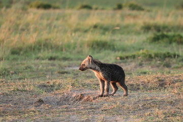 Spotted hyena cub standing by the den, Masai Mara National Park, Kenya.