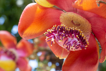 Sala flora or Shorea robusta flower,Shorea robusta