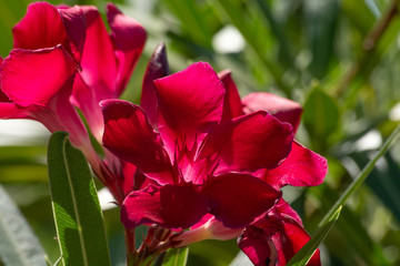 Blooming pink oleander flowers or nerium in garden. Macro focus. Beautiful shades 