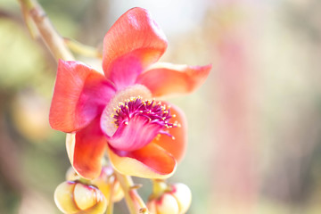 Fototapeta na wymiar Sala flora or Shorea robusta flower,Shorea robusta