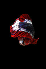 Siamese fighting fish betta action movement