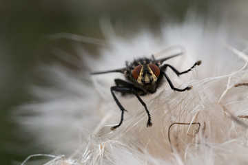 close up of fly with detail on a leaf of a flower plant
