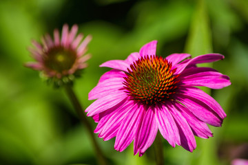 Obraz premium Flowers of Purples Echinacea in the Park. Echinacea flower against soft bokeh background. Soft selective focus. Echinacea close up.