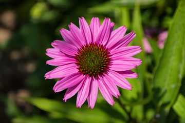 Fototapeta premium Flowers of Purples Echinacea in the Park. Echinacea flower against soft bokeh background. Soft selective focus. Echinacea close up.