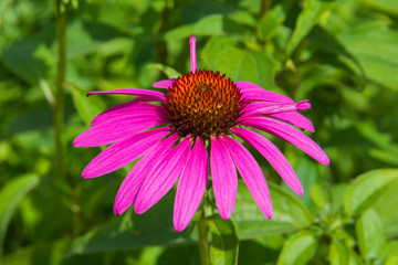 Flowers of Echinacea in the Park. Echinacea flower against soft bokeh background. Soft selective focus.