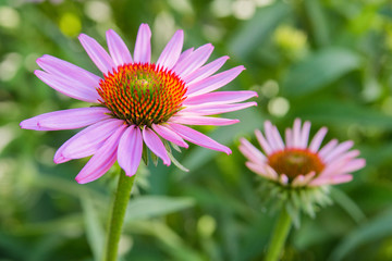 Flowers of Echinacea in the Park. Echinacea flower against soft bokeh background. Soft selective focus.