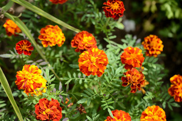 Obraz na płótnie Canvas Beautiful marigolds bloom in the summer garden on a sunny day.