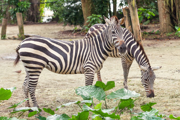 Fototapeta na wymiar Two beautiful african striped zebra in the pasture, wildlife.