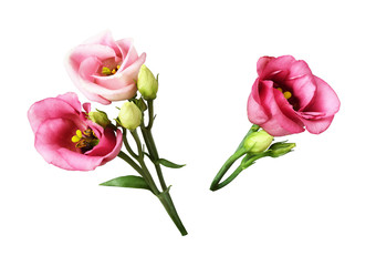 Set of pink eustoma flowers