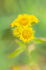 Outdoor spring green blurry background of wild chrysanthemum macro close-up, inverted flower，Inula japonica Thunb.