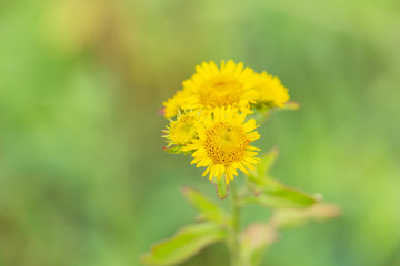 Outdoor spring green blurry background of wild chrysanthemum macro close-up, inverted flower，Inula japonica Thunb.
