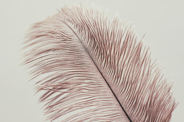 Lush ostrich feather on white background. Decorative elements. Nature textures. 