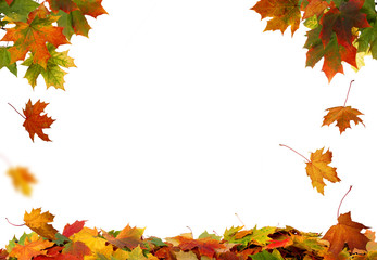 Naklejka na ściany i meble autumn maple leaves isolated on white background
