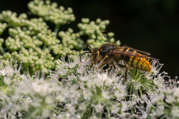 close up wasp bee or hornet with details on a natural flower plant in the garden