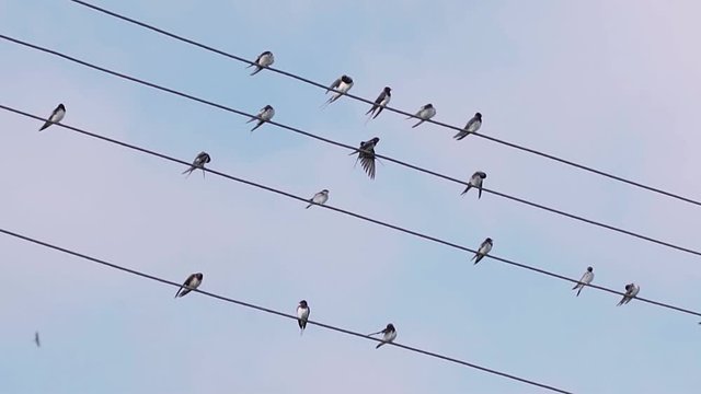 Swallows sit on wires, then fly away, in slow motion