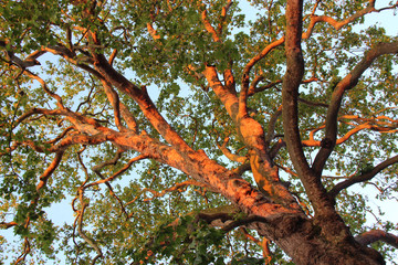 tree in bayeux (normandy - france)