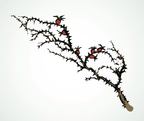 Branch of Blackthorn. Vector drawing