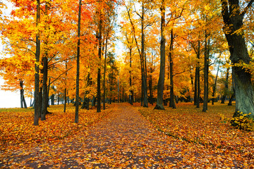 Autumn scenery with footpath in colorful forest.