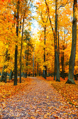 Autumn scenery with footpath in colorful forest.