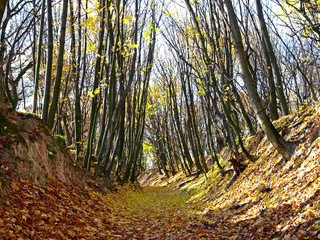 Autumn (fall) season. The autumn forest with the path (road) that strewn with yellow leaves. Scenic fall forest with the bright sunlight between the trees