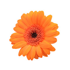 Beautiful gerbera flower on white background