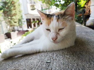 a resting cute cat portrait