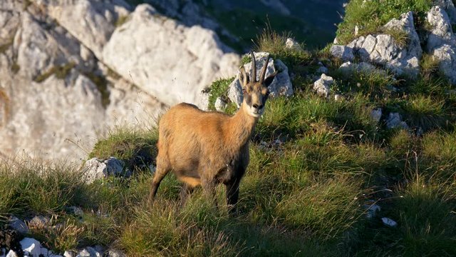Chamois, Rupicapra rupicapra, on the rocky hill of Romania mountains. Piatra Craiului national park