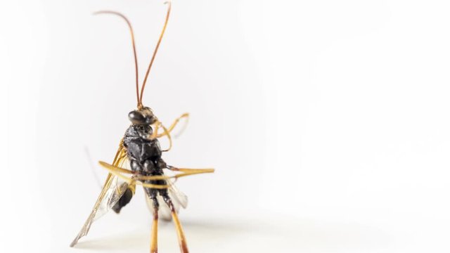 Digger wasp on white background in focus