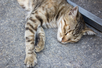 gatto