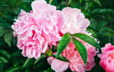 Peonies in dew after the rain. Beautiful flowers in the nature.