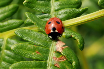Coccinelle sur une feuille de fougère