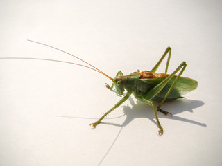 Large green locust with a mustache. On a white background.