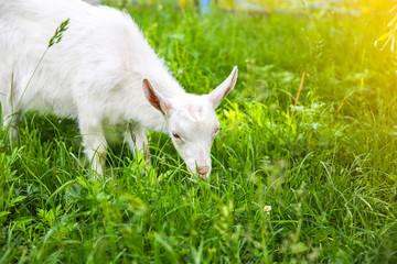 White baby goat on the grass. Domestic animals in the nature.