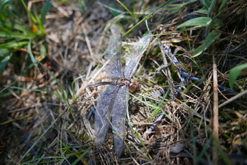 dragon fly exoskeleton  on the grass