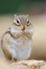 木の実を食べるシマリス