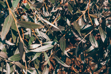 Fresh bright green leaves background