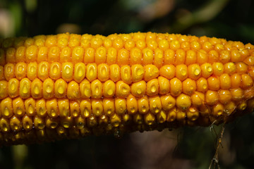 corn on the cob in a field with dew drops