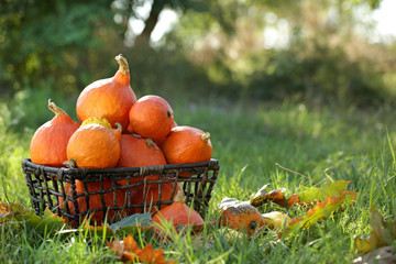 Basket with fresh pumpkins on green grass