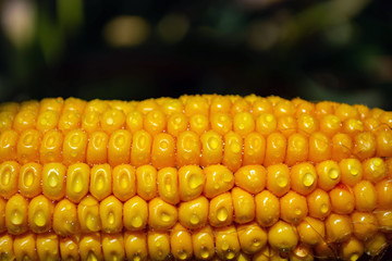 corn on the cob in a field with dew drops