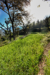 Fototapeta premium path in the forest