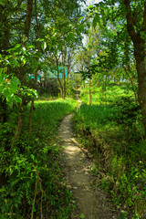 path in the forest