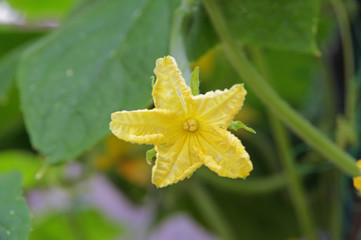 cucumber yellow flower
