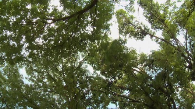 A low shot with a panning view of fruit bats also known as flying foxes hanging upside down on leafy tropical tree branches on broad daylight..