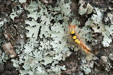 Caterpillar of Orgyia antiqua, the rusty tussock moth