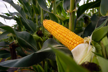 corn in the field during the ripening period. cobs filled with coarse grain