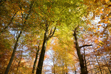 Trees offer a mix of red, yellow, orange, brown and green colored foliage.
