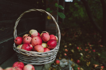 Autumn apples in basket in the garden
