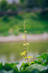 Close-up of a tender green creeper outdoors in spring sunshine
