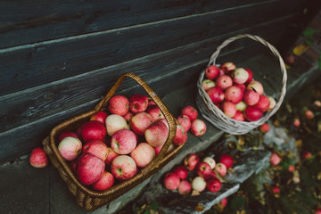Autumn apples in basket in the garden