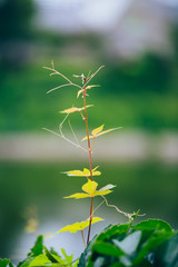 Close-up of a tender green creeper outdoors in spring sunshine